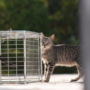 Apadrinhar uma esterilização