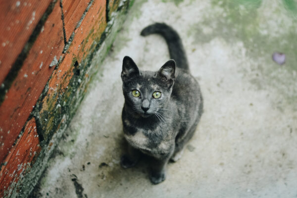 Apadrinhar uma esterilização