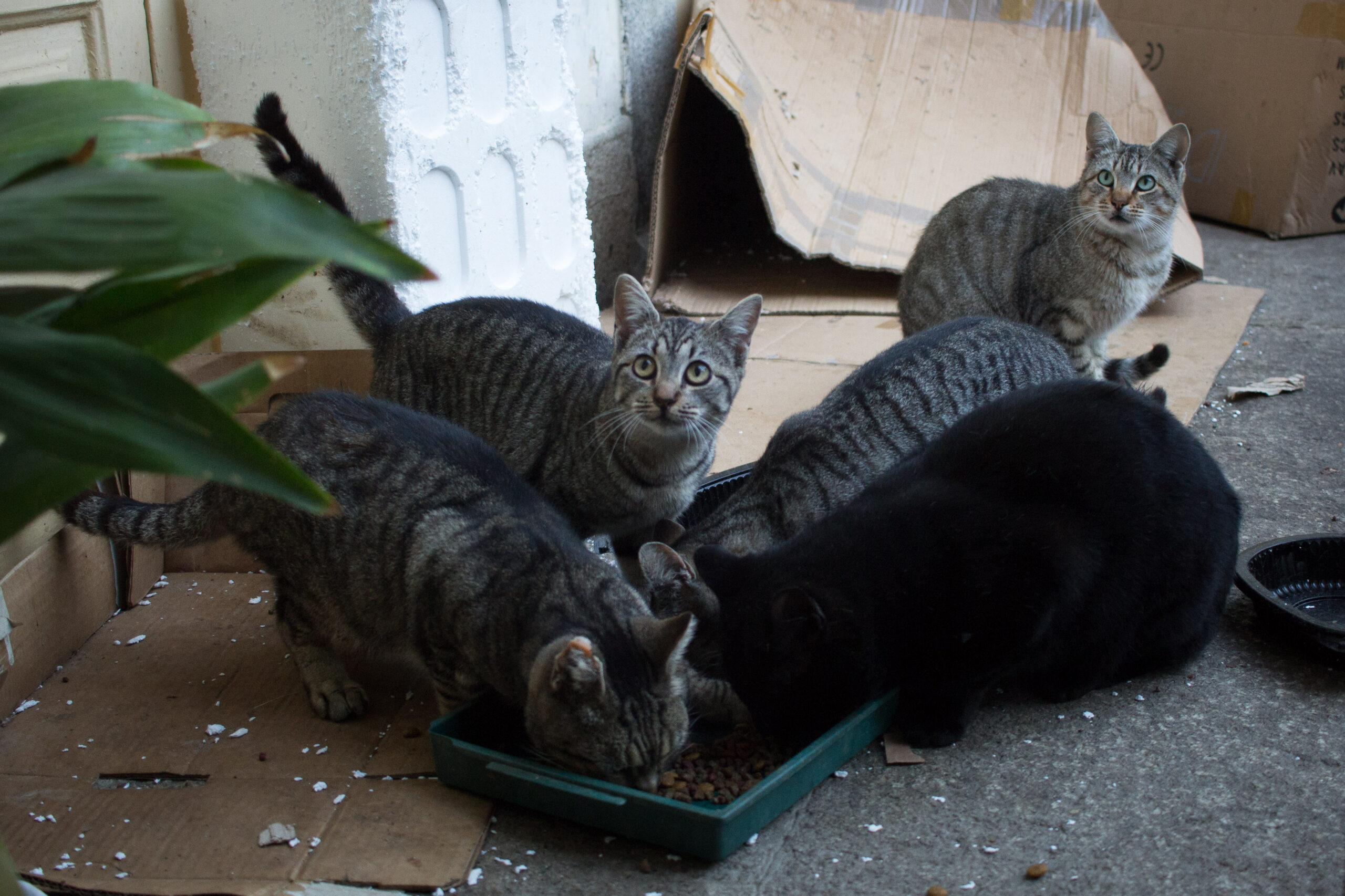 Alimenta um animal