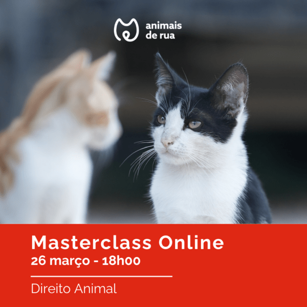 2ª Masterclass Online Animais de Rua