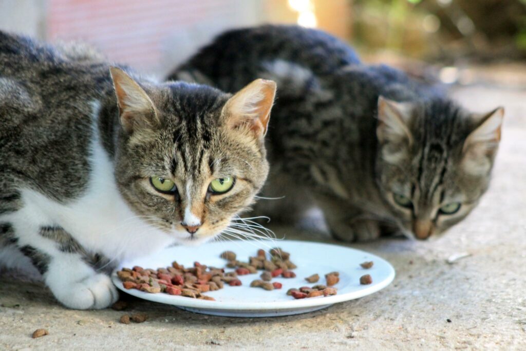 Bela Mandil_2 Bela Mandil_2